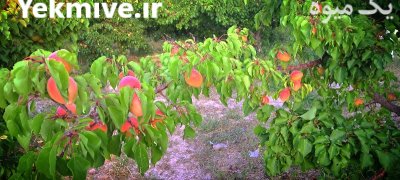 فروش زردالو در مجن در گروه خرید و فروش زردآلو در یکمیوه -عکس3