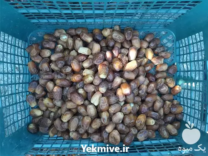 فروش انواع خرما زاهدی یا قصب در یزد در گروه خرید و فروش خرما در یکمیوه -عکس1