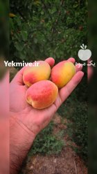 فروش زردالو در مجن در گروه خرید و فروش زردآلو در یکمیوه