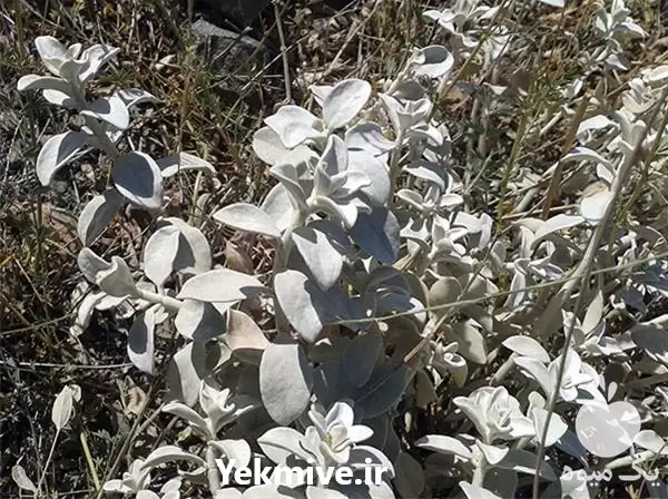 قیمت خرید گیاه پولک در تبریز در گروه خرید و فروش گیاهان دارویی در یکمیوه -عکس1