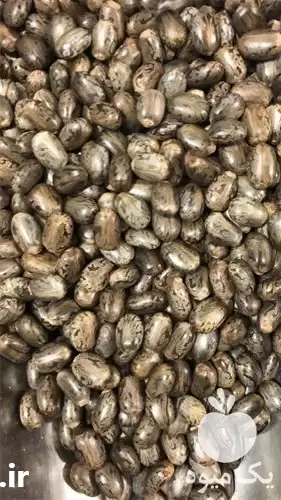 فروش پخش روغن کرچک دانه کرچک در تهران در گروه خرید و فروش انواع روغن در یکمیوه -عکس1