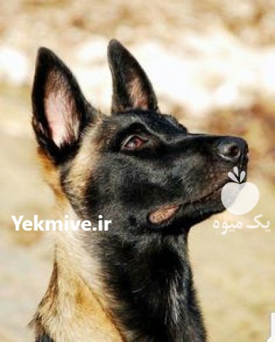 خرید و فروش سگ مالینویز در آسارا در گروه سگ و گربه در یکمیوه -عکس1