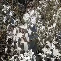 قیمت خرید گیاه پولک در تبریز در گروه خرید و فروش گیاهان دارویی در یکمیوه