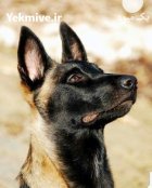 خرید و فروش سگ مالینویز در آسارا در گروه سگ و گربه در یکمیوه