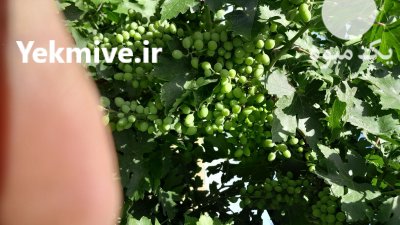 فروش غوره عسگری در قزوین در گروه خرید و فروش انگور در یکمیوه -عکس1