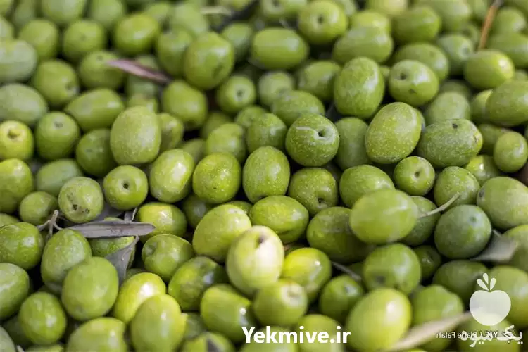 فروش زیتون سبز طارم در تهران در گروه خرید و فروش زیتون در یکمیوه -عکس1