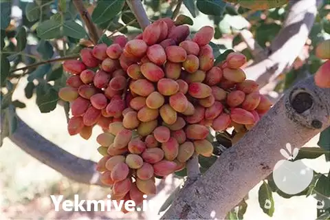 خرید فروش پسته تاز شک در مشهد در گروه خرید و فروش پسته در یکمیوه -عکس1