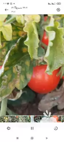 قیمت خرید گوجه فرنگی 8320 در شیراز در گروه خرید و فروش گوجه فرنگی در یکمیوه -عکس1