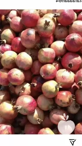 قیمت خرید انار شیرین گل در گروه خرید و فروش انار در یکمیوه -عکس1