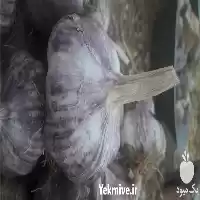 سیر قرمز سیر قرمز در گروه خرید و فروش سیر در یکمیوه