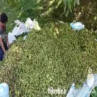 فروش فندق خام به صورت کلی در رشت در گروه خرید و فروش فندق در یکمیوه