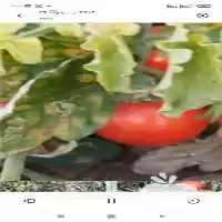 قیمت خرید گوجه فرنگی 8320 در شیراز در گروه خرید و فروش گوجه فرنگی در یکمیوه