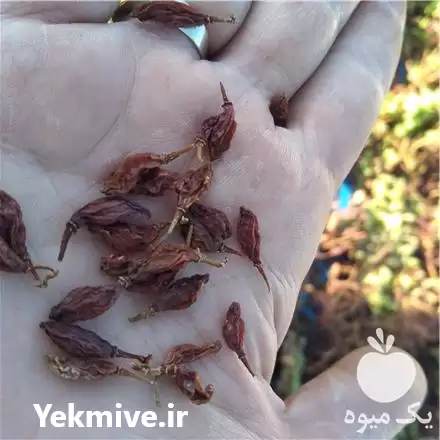 فروش غوره خشک عسکری در شیراز در گروه خرید و فروش میوه خشک در یکمیوه -عکس1