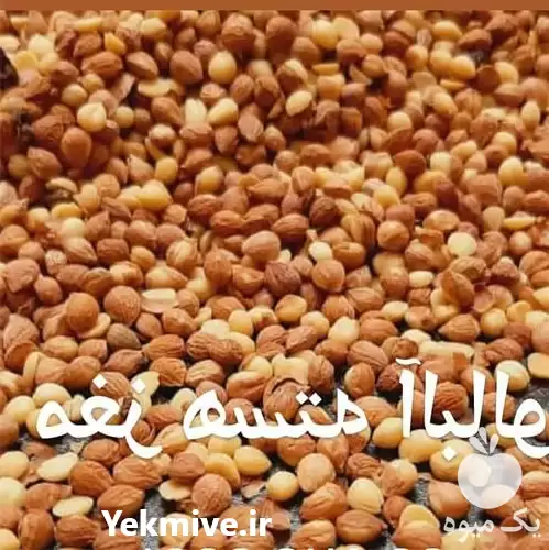 قیمت خرید عمده خرده مغز هسته در یزد در گروه خرید و فروش آلبالو در یکمیوه -عکس1