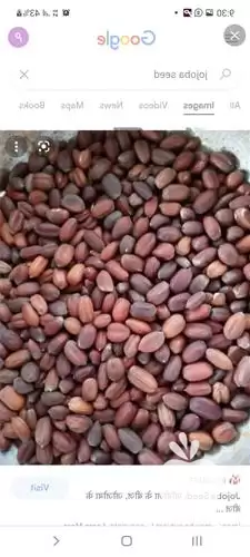 قیمت خرید دانه روغنی جوجوبا در تهران در گروه خرید و فروش دانه های روغنی در یکمیوه -عکس1