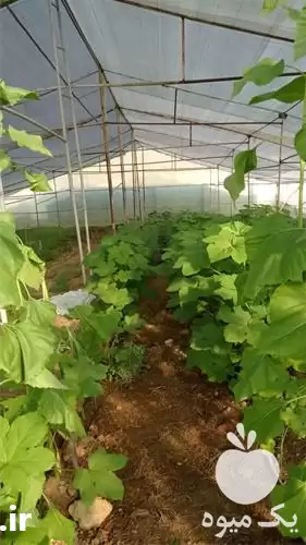 فروش سبزی و صیفی در گروه خرید و فروش سبزی های برگی در یکمیوه -عکس1