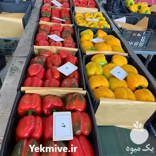 فروش انواع فلفل دلمه صادراتی در اصفهان در گروه خرید و فروش فلفل در یکمیوه -عکس1