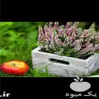 قیمت خرید سبزیجات محلی سرخ شده در رشت در گروه انواع سرخ شده و پخته شده در یکمیوه