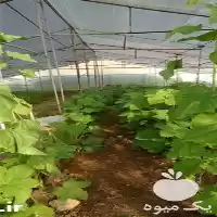 فروش سبزی و صیفی در گروه خرید و فروش سبزی های برگی در یکمیوه