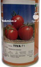 خرید بذر گوجه فرنگی تیوا در اشتهارد در گروه خرید و فروش بذر گوجه در یکمیوه