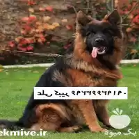 فروش سگ ژرمن شپرد در تهران در گروه سگ و گربه در یکمیوه