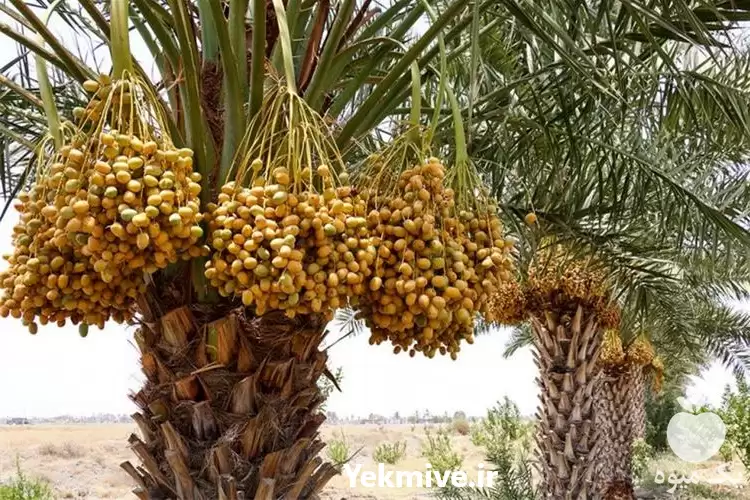 قیمت خرید اجاره نخل با ثمر در هرمز در گروه اجاره باغ میوه در یکمیوه -عکس1