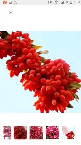 قیمت خرید زرشک زیر تالاری ممتاز در بیرجند در گروه خرید و فروش زرشک در یکمیوه -عکس1