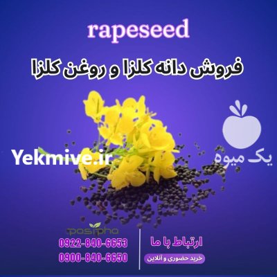 فروش کلزا و فروش روغن کلزا در ری  در گروه خرید و فروش انواع روغن در یکمیوه -عکس1