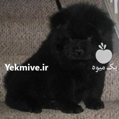 خرید و فروش سگ چاو چاو در گروه سگ و گربه در یکمیوه -عکس1