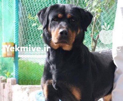 خرید و فروش سگ روتوایلر در گرمدره در گروه سگ و گربه در یکمیوه -عکس1