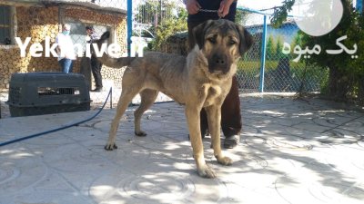 خرید و فروش سگ عراقی پژد در کرج در گروه سگ و گربه در یکمیوه -عکس1
