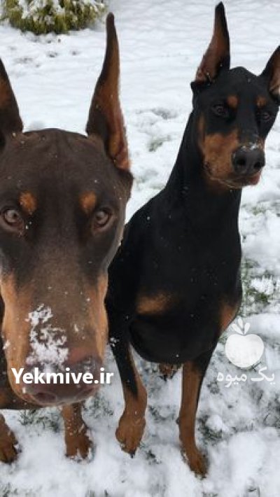 خرید و فروش سگ دوبرمن در کوهسار در گروه سگ و گربه در یکمیوه -عکس1