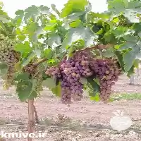 قیمت خرید انگور درجه یک در مشهد در گروه خرید و فروش انگور در یکمیوه