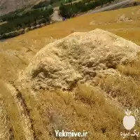 فروش کاه با کیفیت گندم دیم در کرمانشاه در گروه خوراک دام و طیور در یکمیوه