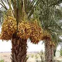 قیمت خرید اجاره نخل با ثمر در هرمز در گروه اجاره باغ میوه در یکمیوه