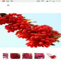 قیمت خرید زرشک زیر تالاری ممتاز در بیرجند در گروه خرید و فروش زرشک در یکمیوه