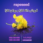 فروش کلزا و فروش روغن کلزا در ری  در گروه خرید و فروش انواع روغن در یکمیوه