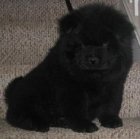 خرید و فروش سگ چاو چاو در گروه سگ و گربه در یکمیوه