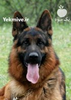خرید و فروش سگ ژرمن شپرد در کرج در گروه سگ و گربه در یکمیوه