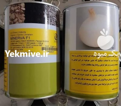 بذر پیاز مینروا در کرمان در گروه خرید و فروش بذر پیاز در یکمیوه -عکس1