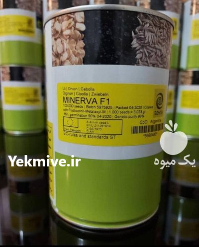 قیمت بذر پیاز مینروا بذر نهال در میناب در گروه خرید و فروش بذر پیاز در یکمیوه -عکس1