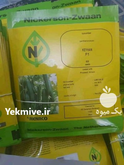 بذر خیار گلخانه ای کیهان بذر در بوشهر در گروه خرید و فروش بذر خیار در یکمیوه -عکس1
