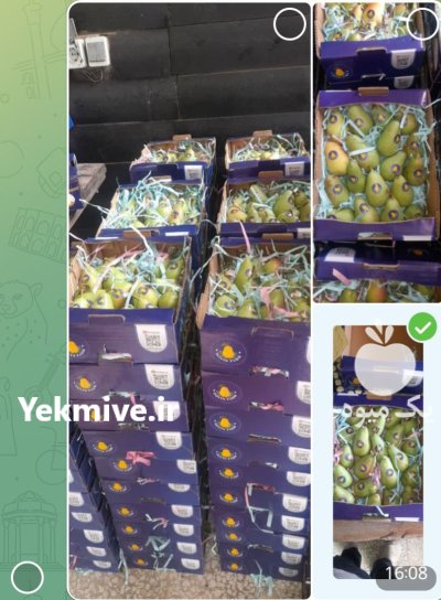 گلابی بیروتی در کیاسر در گروه خرید و فروش گلابی در یکمیوه -عکس1