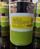 فروش بذر پیاز سفید با کیفیت در گروه خرید و فروش بذر پیاز در یکمیوه