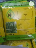 فروش عرضه بذر خیار گلخانه ای در گروه خرید و فروش بذر خیار در یکمیوه