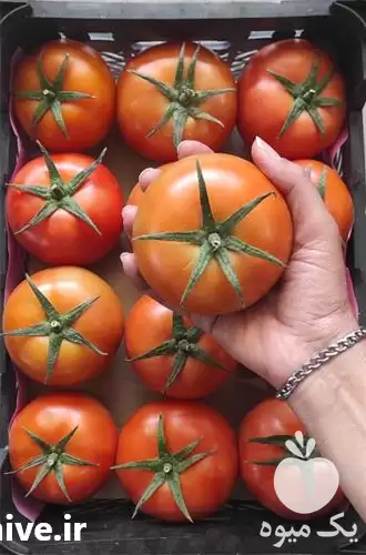 گوجه صادراتی گوجه 8320 گوجه 4129 در اصفهان در گروه خرید و فروش گوجه فرنگی در یکمیوه -عکس1