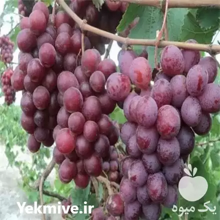 خرید نهال انگور فیلم سیدلس در تهران در گروه خرید و فروش نهال انگور در یکمیوه -عکس1