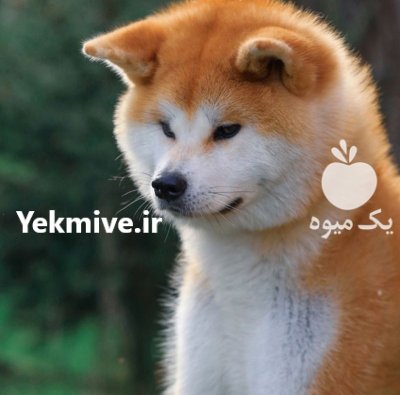 خرید و فروش سگ اکیتا در کرج در گروه سگ و گربه در یکمیوه -عکس1