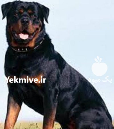 خرید و فروش سگ روتوایلر در کرج در گروه سگ و گربه در یکمیوه -عکس1