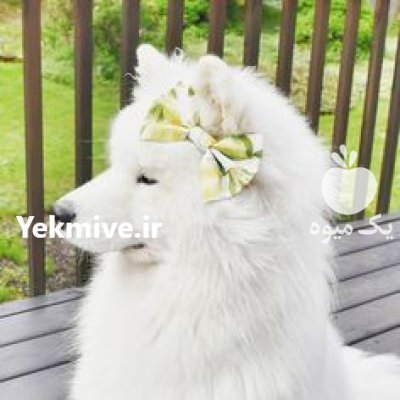 خرید و فروش سگ سامویید در گروه سگ و گربه در یکمیوه -عکس1